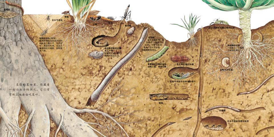 地底下的动物 (07),绘本,绘本故事,绘本阅读,故事书,童书,图画书,课外阅读